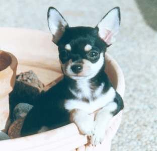 no es mi perrita pero separecen poquito no es mi perrita pero separecen poquito
